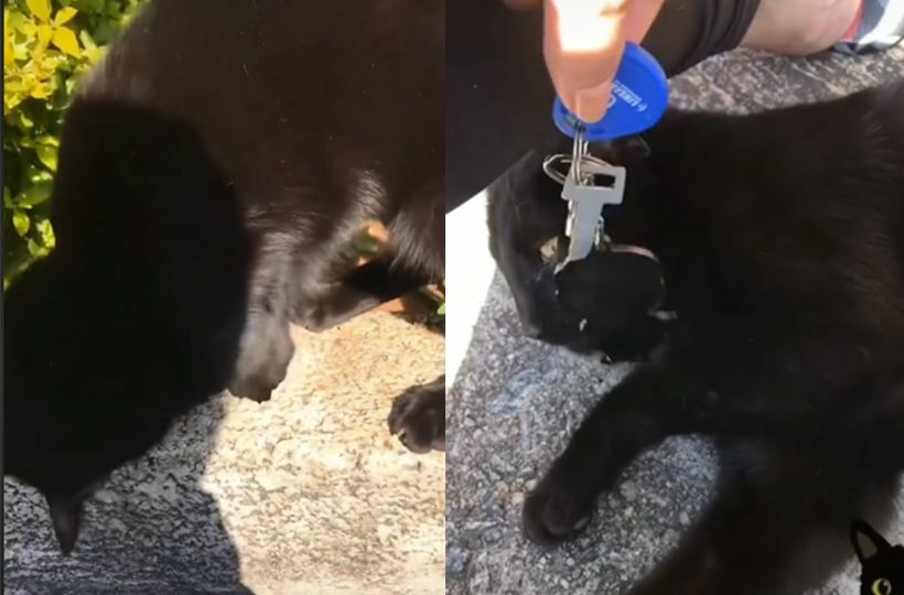 กุญแจบ้าน แมวดำ
