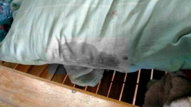 ผัวกัดเมีย