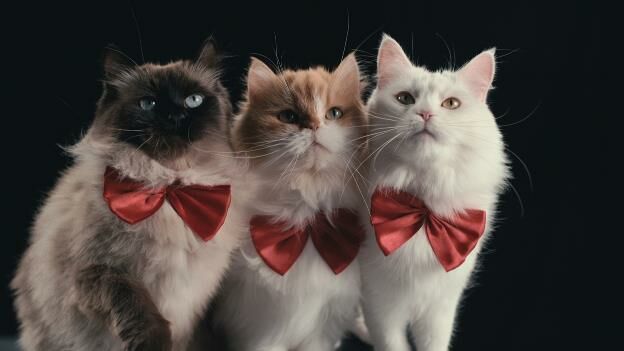 หนังแนะนำบนNetflix