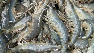 เกษตรกรผู้เลี้ยงกุ้ง