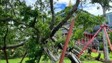 ต้นไทรโบราณ รัฐสภา