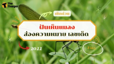 ฝันเห็นแมลง เลขเด็ด ทำนายฝัน พร้อมบอกความหมาย
