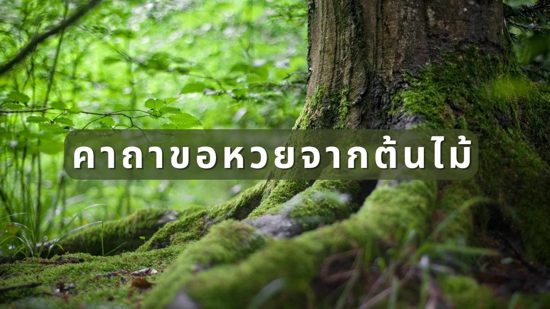 คาถาขอหวยจากต้นไม้ ขอยังไงให้เห็นเลขเด็ดงวดนี้ | Thaiger ข่าวไทย