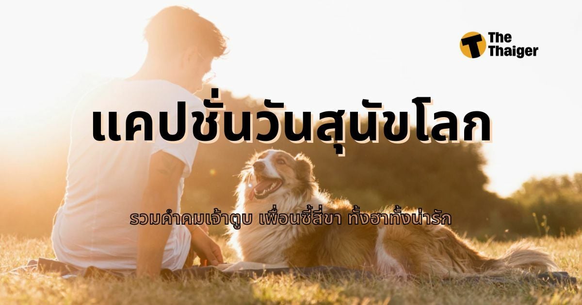 แคปชั่นวันสุนัขโลก 2565 รวมคำคมเจ้าตูบ เพื่อนซี้สี่ขา ทั้งฮาทั้งน่ารัก |  Thaiger ข่าวไทย