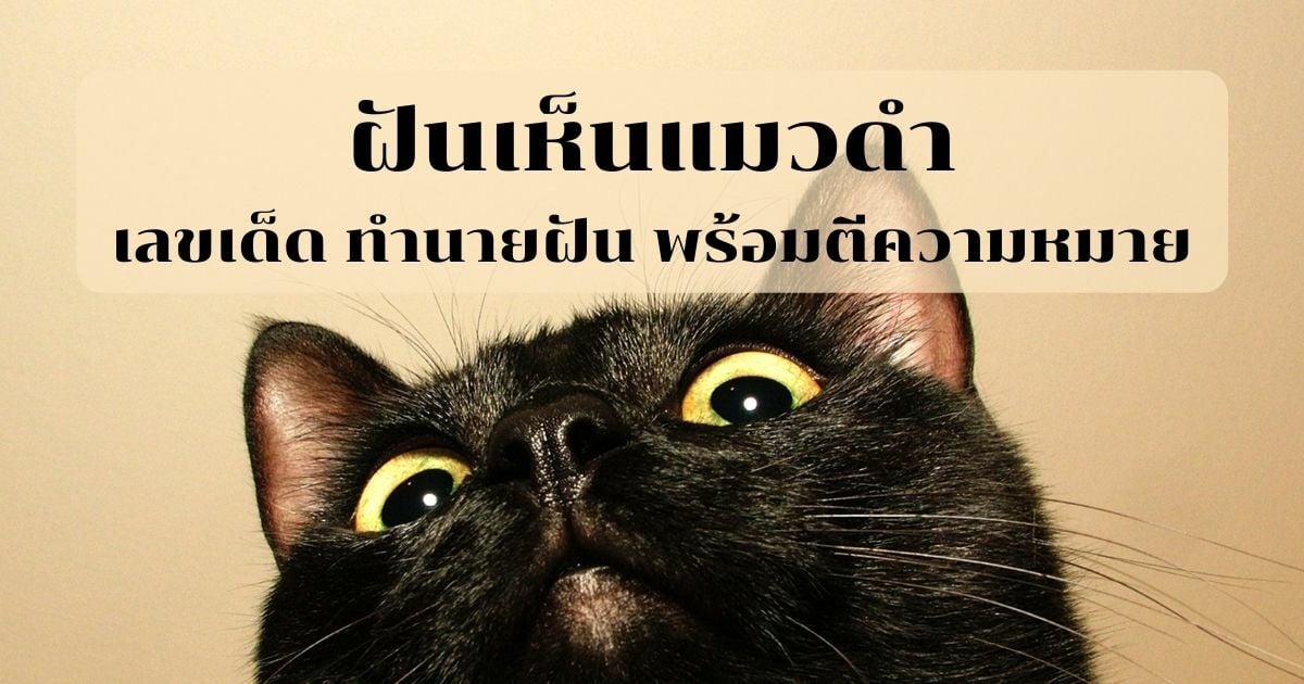 ฝันเห็นแมวดำ เลขเด็ด ทำนายฝัน พร้อมบอกความหมาย | Thaiger ข่าวไทย