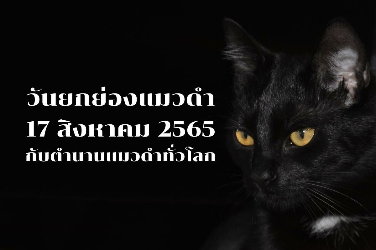 17 สิงหาคม 2565 วันยกย่องแมวดำ