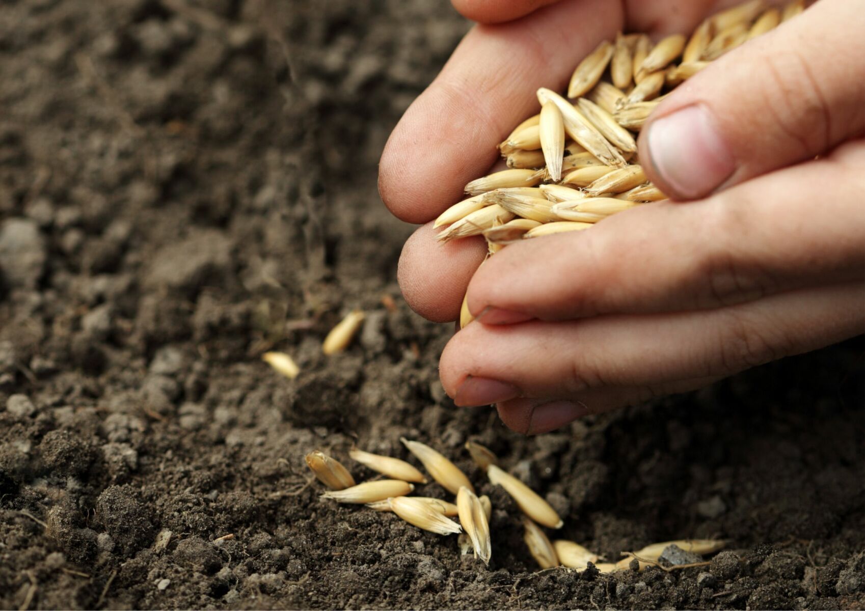 ทำนายความฝันว่าได้หว่านข้าว เลขเด็ด