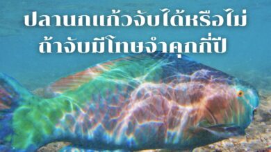 จับปลานกแก้ว มีโทษจําคุกกี่ปี