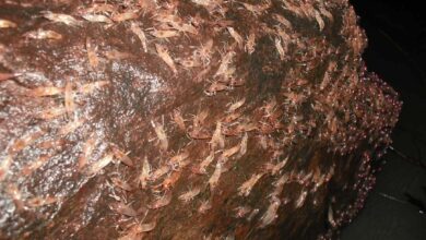 กุ้งเดินขบวน