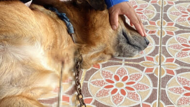 น้องหมา บุรีรัมย์