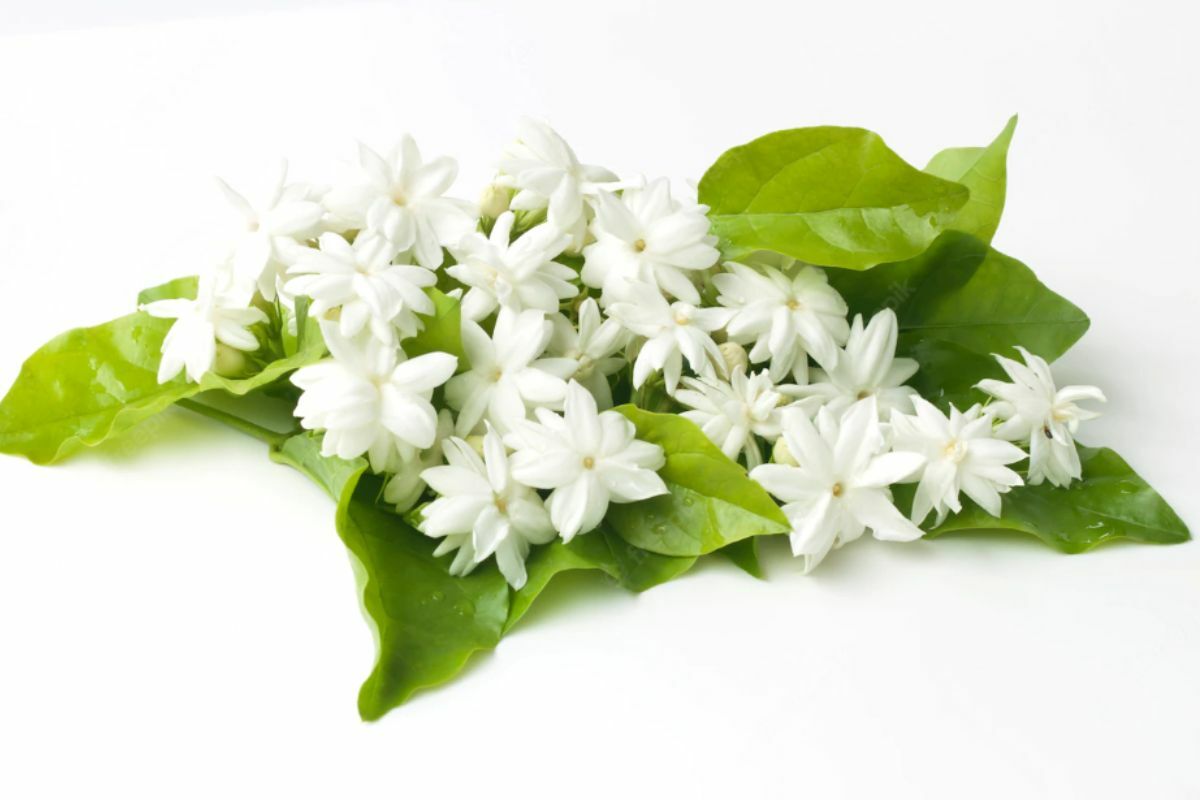 ดอกมะลิ วันแม่แห่งชาติ