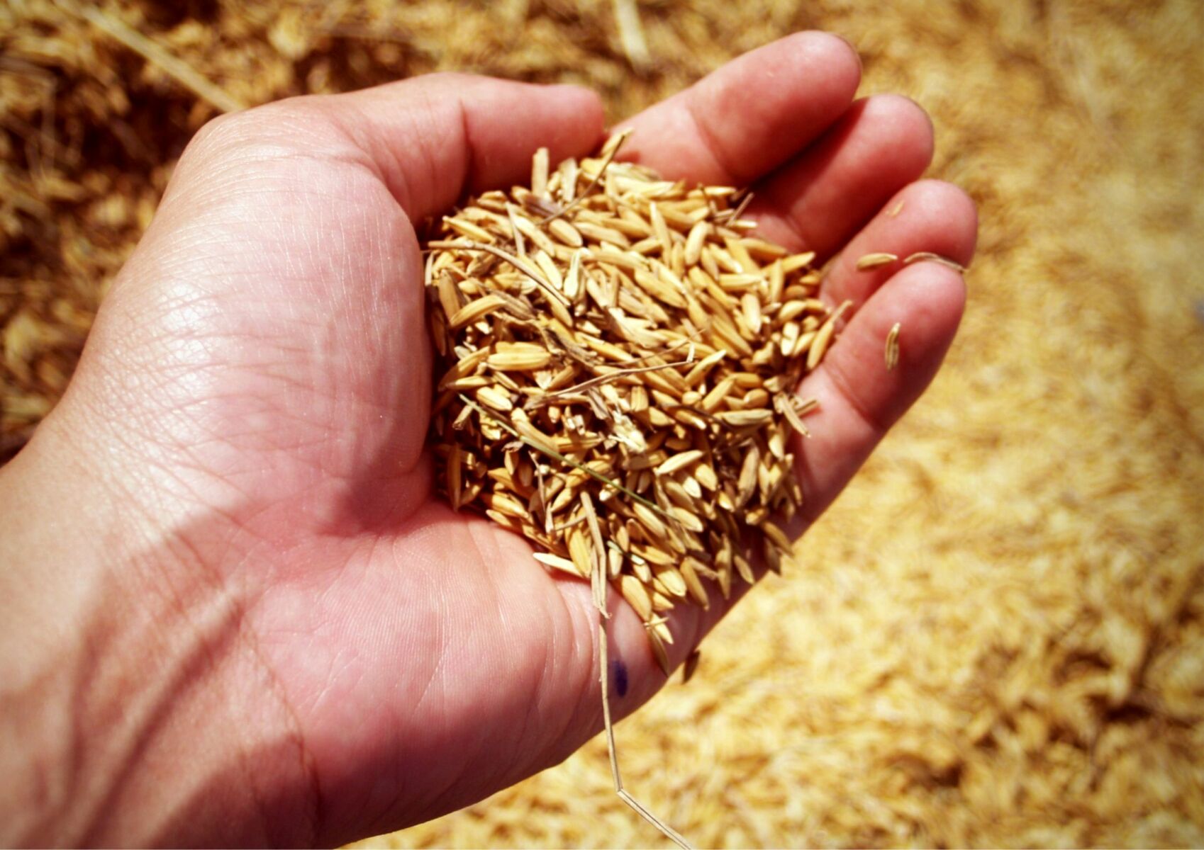 ฝันว่าได้หว่านข้าว