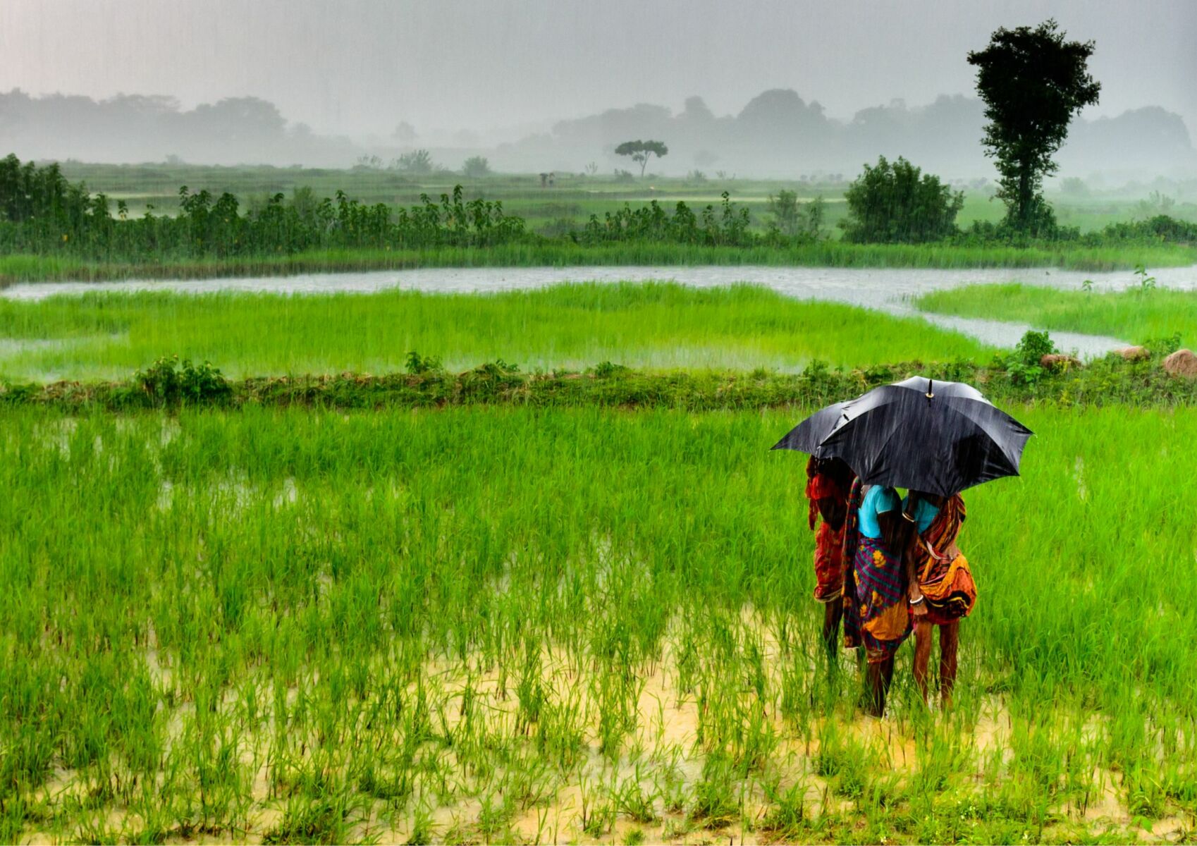 ฝันว่าได้หว่านข้าว