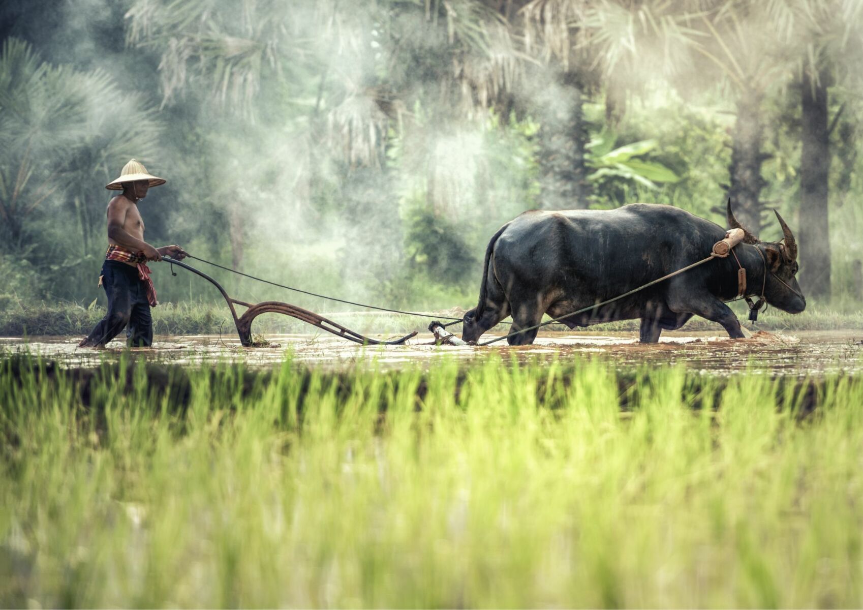 ทำนายความฝันว่าได้หว่านข้าว