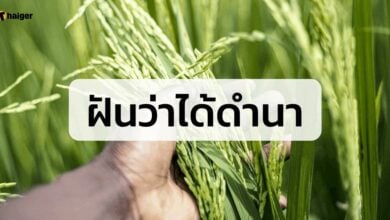 ฝันว่าได้ดำนา เลขเด็ด ทำนายฝัน