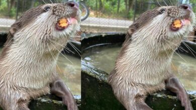 ตัวนาก ลักลอบค้านาก