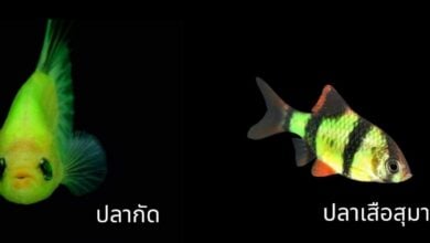 ปลาเรืองแสง