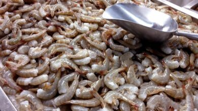 กุ้งขาว