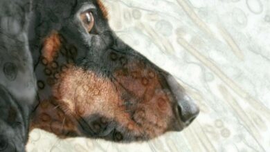 สุนัขติดฝีดาษลิงจากคน