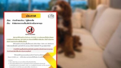 คอนโดเลี้ยงสุนัขได้ เลี้ยงสุนัขในคอนโด