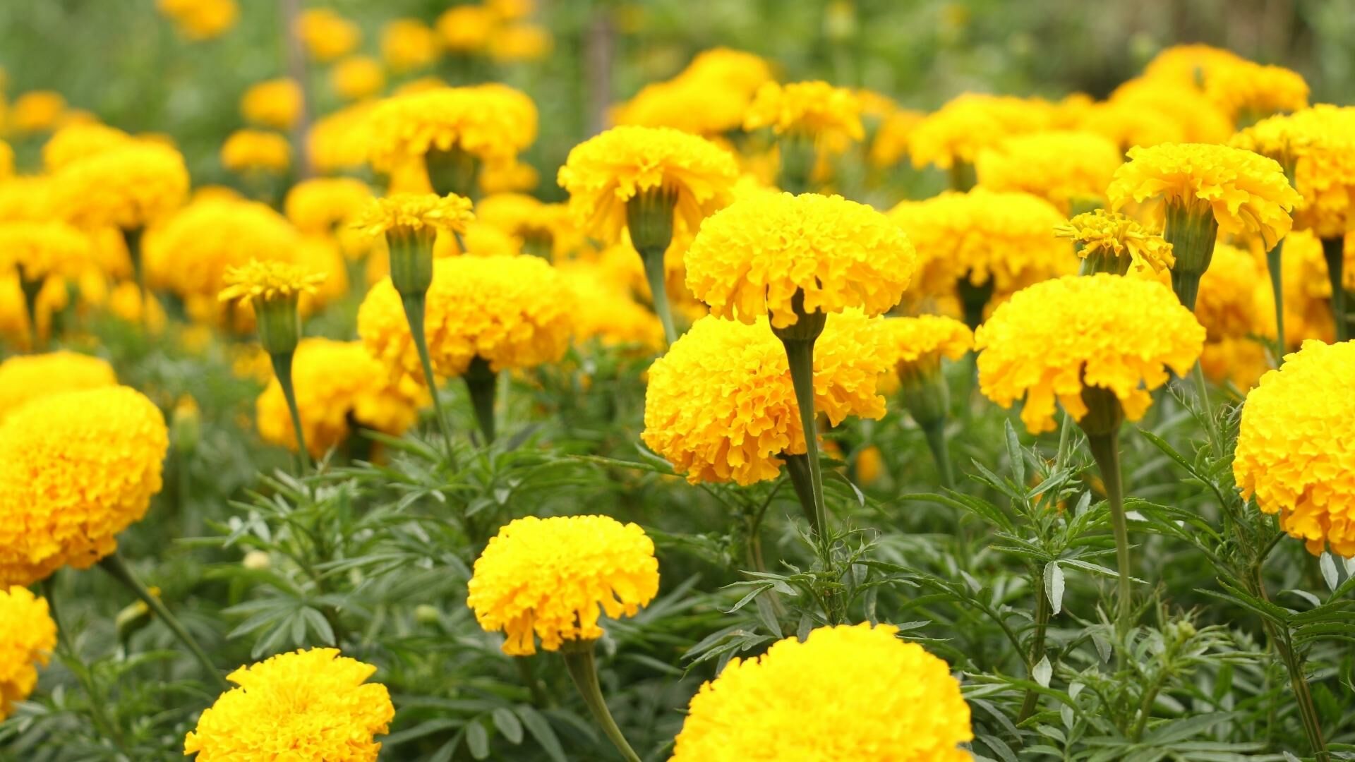 ของไหว้พระพิฆเนศ