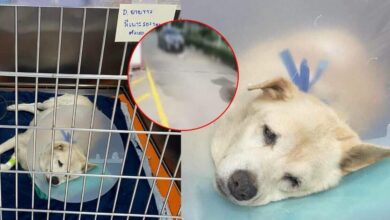 ขับรถเหยียบสุนัขขาว ขาวบิ๊กซี