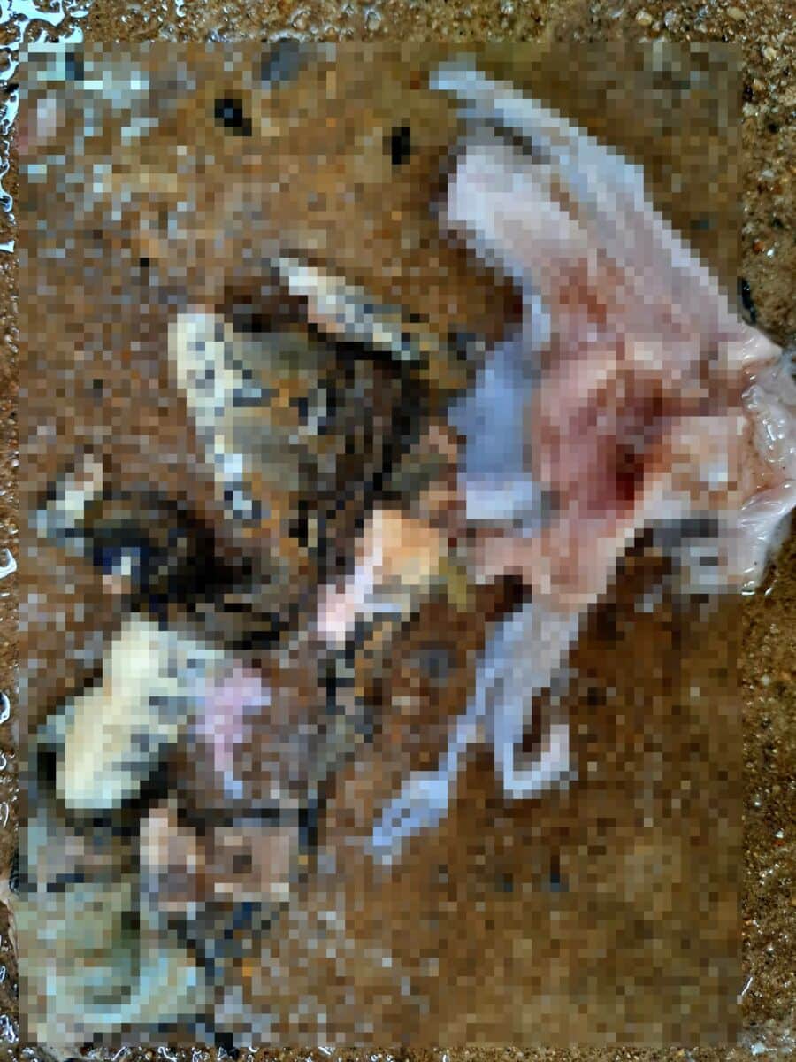 งูเหลือม