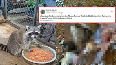 งูเหลือมเข้ากรงแรคคูน