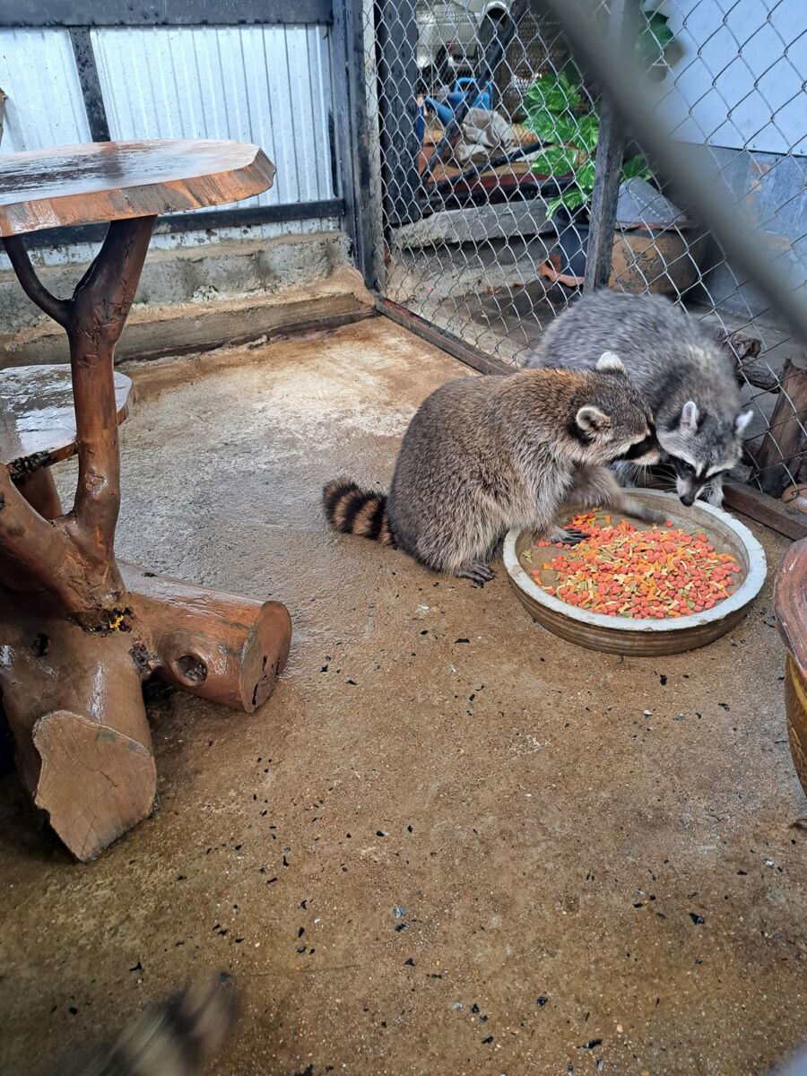 ไวรัลแรคคูนกินงู