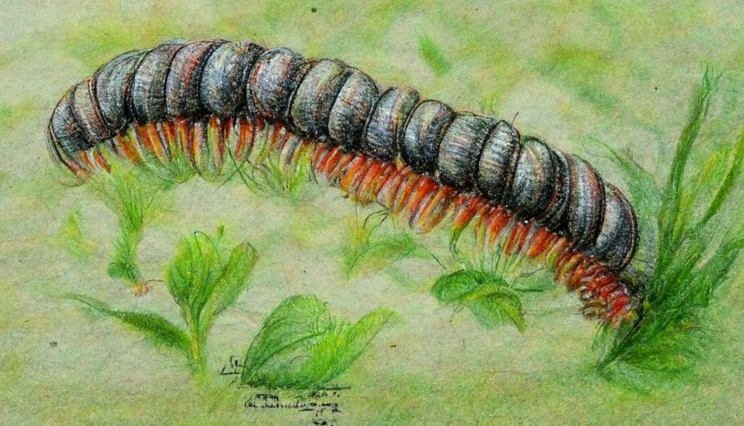 ทำนายฝันเห็นกิ้งกือ