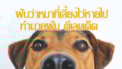 ฝันว่าหมาที่เลี้ยงไว้หายไป