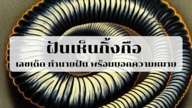ฝันเห็นกิ้งกือ