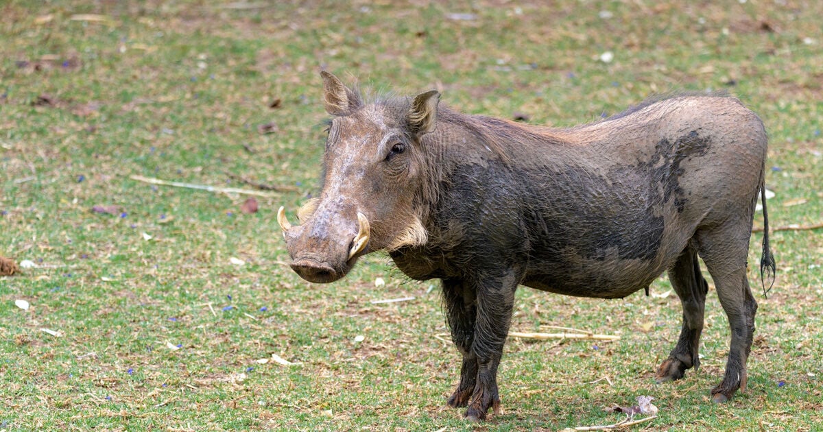 ฝันเห็นหมูป่า