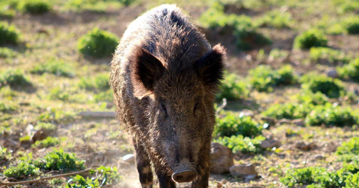 ฝันเห็นหมูป่า