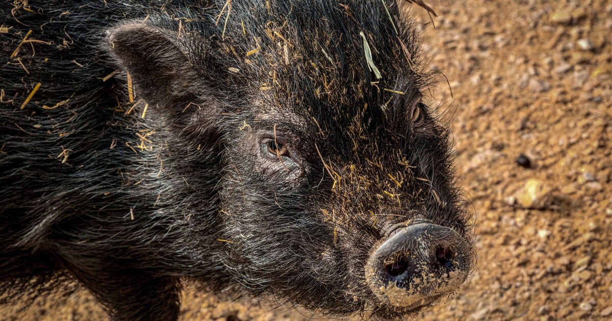 ฝันเห็นหมูป่า