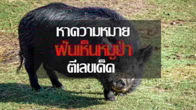 ฝันเห็นหมูป่า
