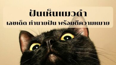 ฝันเห็นแมวดำ