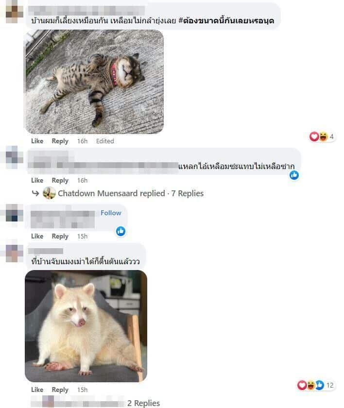 แรคคูน นิสัย