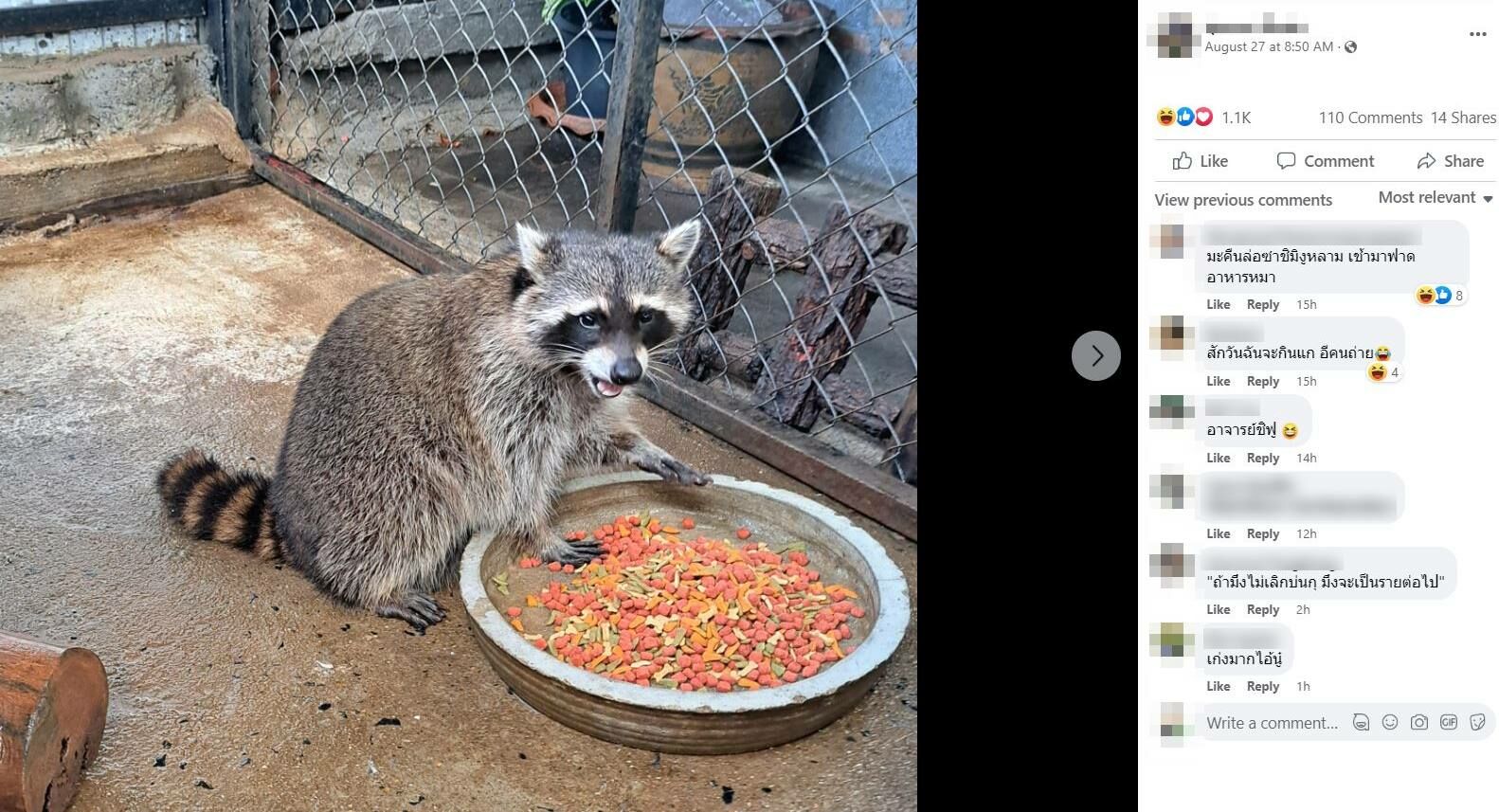 แรคคูนกินงูเหลือม