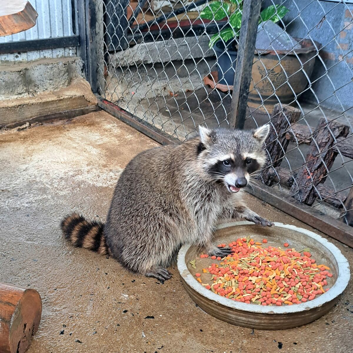 แร็กคูน เป็นสัตว์อะไร