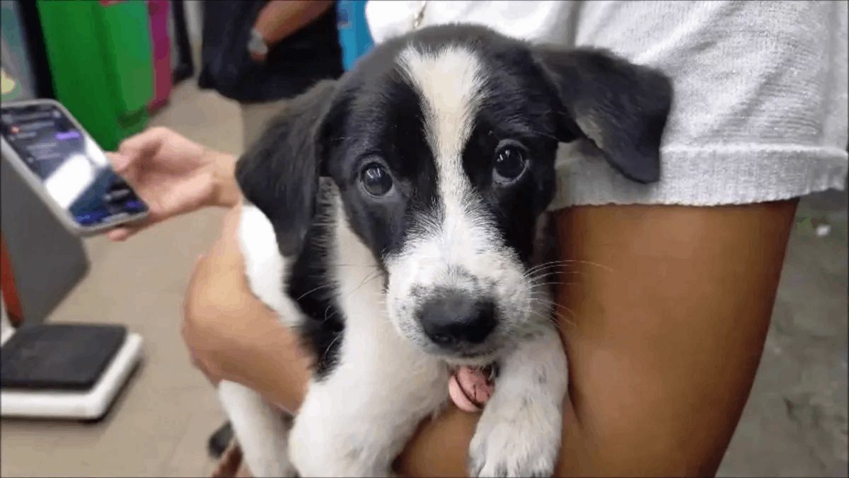 อดีตนักมวยขายสุนัข เอาเชือกรัดคอ คนรักหมาทนไม่ไหวซื้อต่อ | Thaiger ข่าวไทย