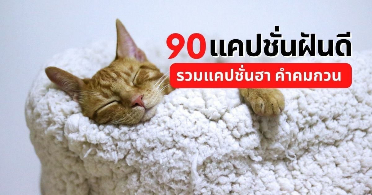 90 แคปชั่นฝันดี คำคมฮา กลางคืนอย่างห้าว ตอนเช้าอย่างง่วง | Thaiger ข่าวไทย