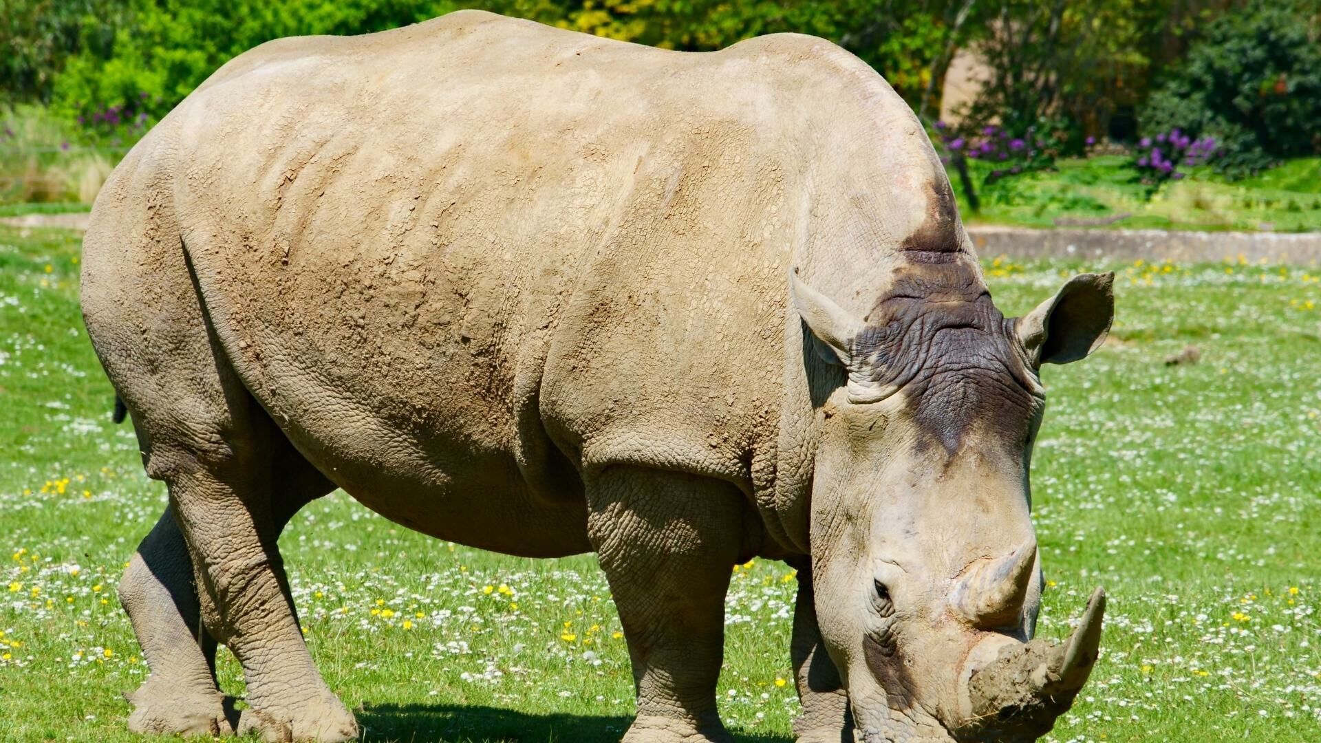 22 กันยายน 2565 วันแรดโลก