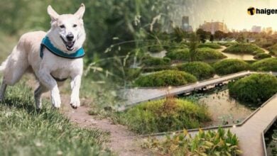 Dog Park สวนเบญจกิติ 17 กันยายน 2022