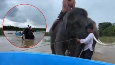 ควาญช้าง ช่วยช้างจมน้ำ