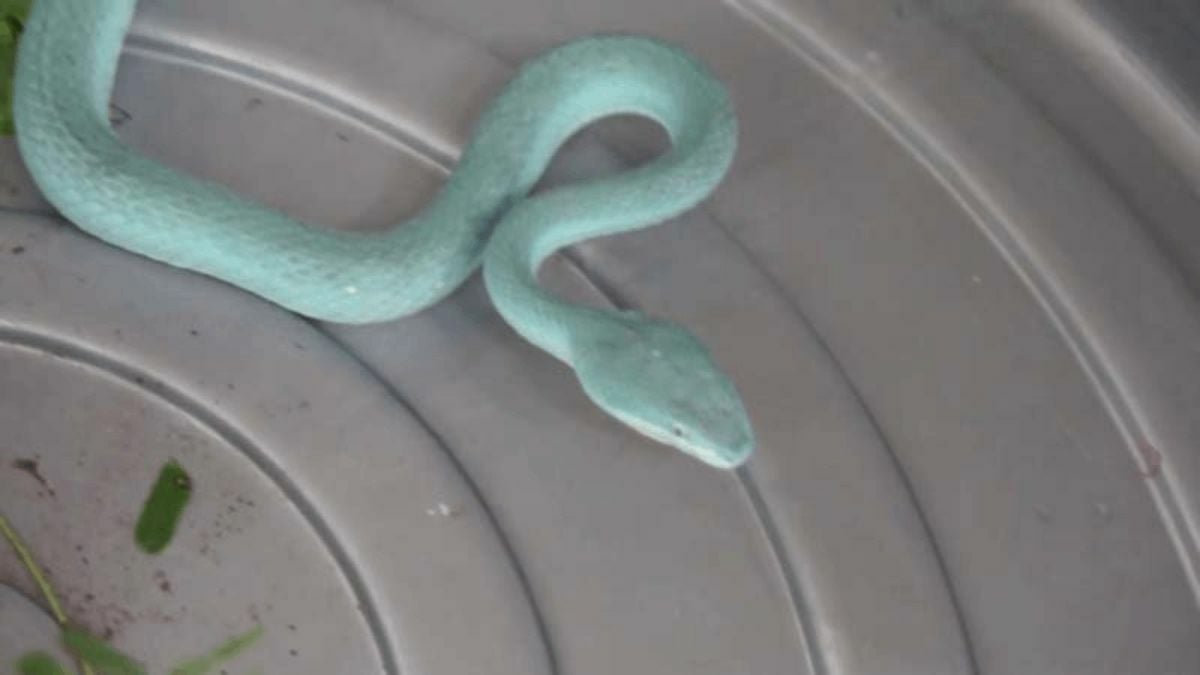 งูสีฟ้างูอะไร