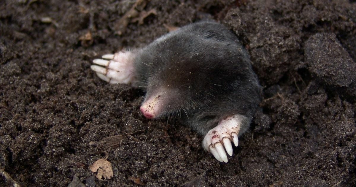 สัตว์ที่ชอบอกนิสัย คำถามจิตวิทยา