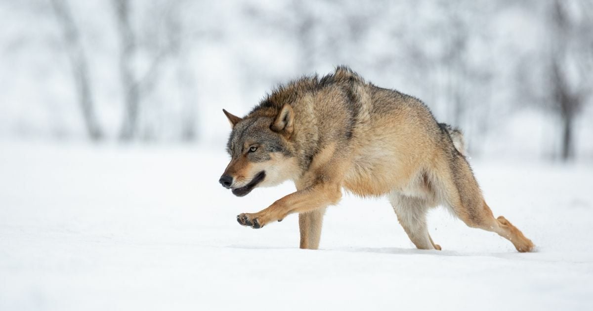 ทายนิสัยจากสัตว์ที่ชอบ