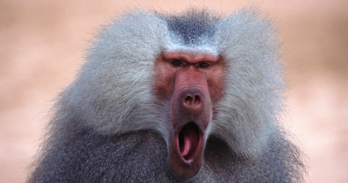 ทายนิสัยจากสัตว์ที่ชอบ