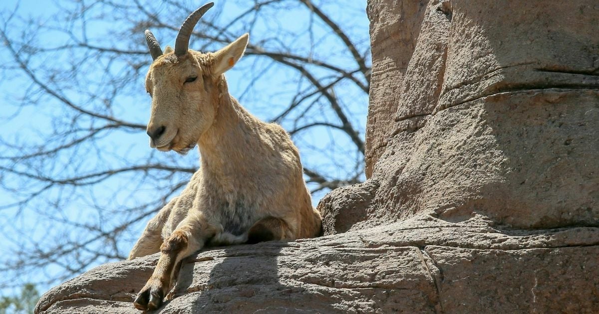 ทายนิสัยจากสัตว์ที่ชอบ